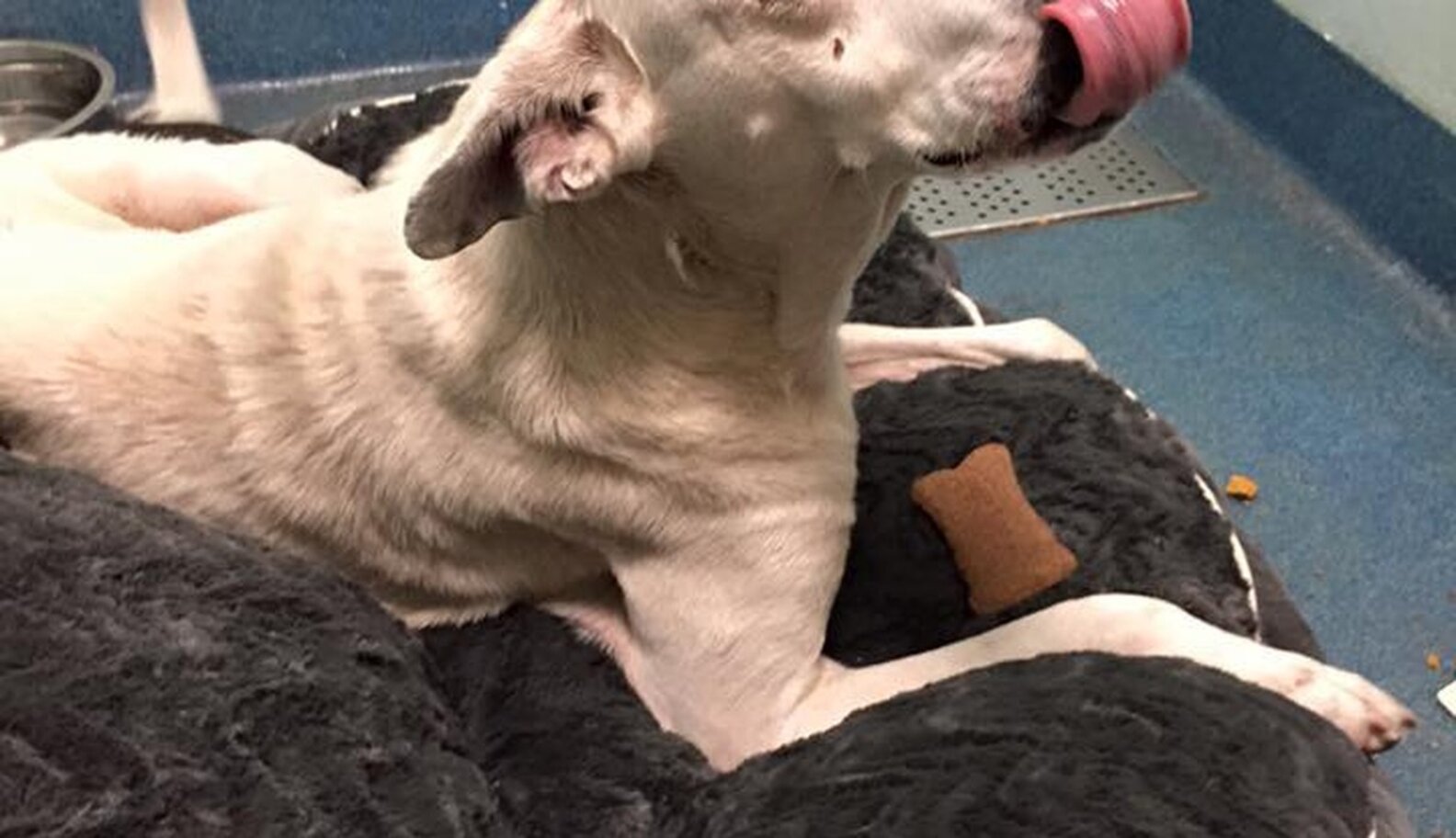 Dog Who Lived In Cardboard Box Feels Love For The First Time - The Dodo
