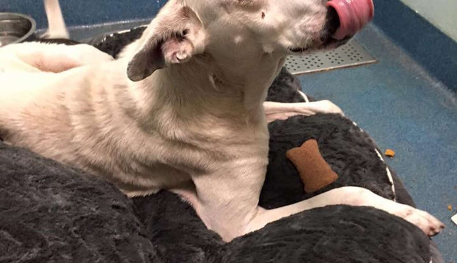 Dog Who Lived In Cardboard Box Feels Love For The First Time - The Dodo