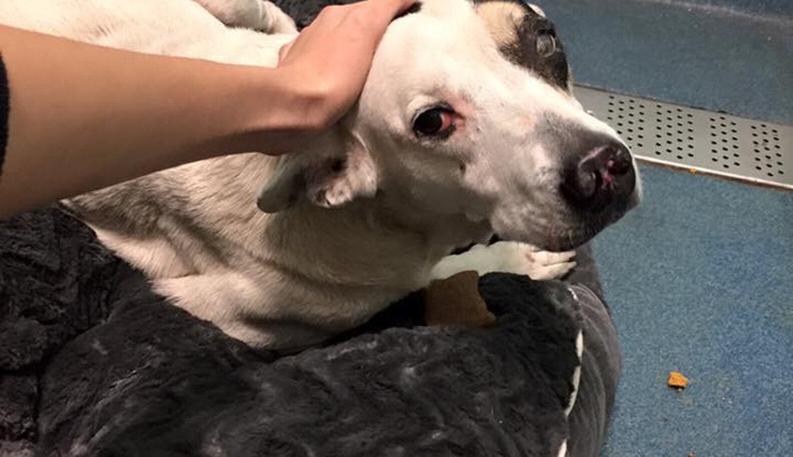 Dog Who Lived In Cardboard Box Feels Love For The First Time - The Dodo