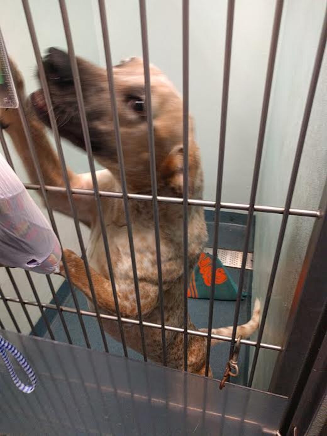 Dog Who Lived In Cardboard Box Feels Love For The First Time - The Dodo