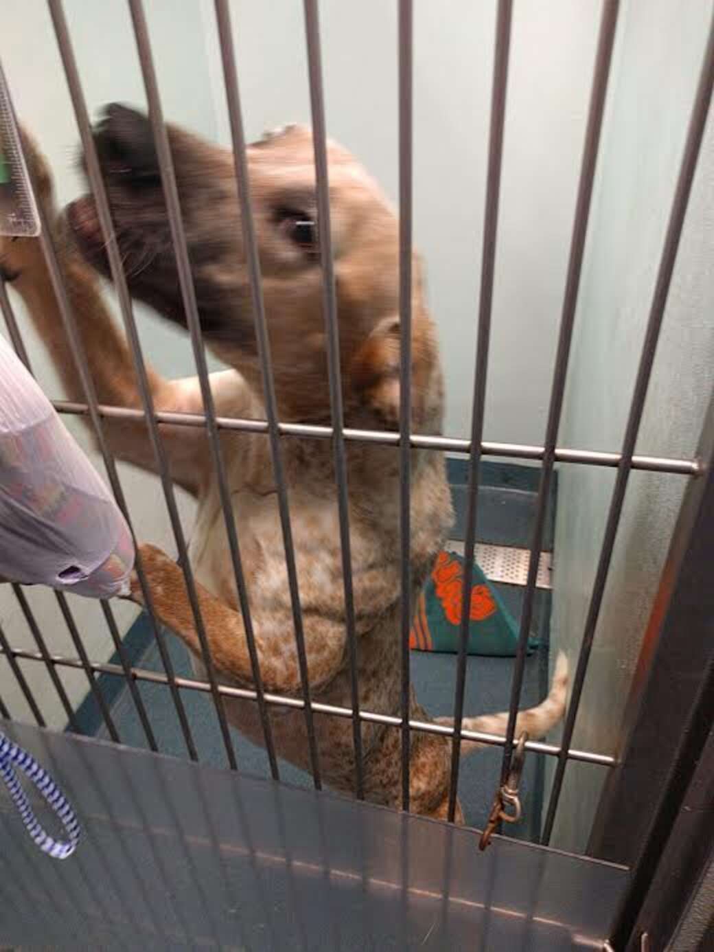 Dog Who Lived In Cardboard Box Feels Love For The First Time - The Dodo