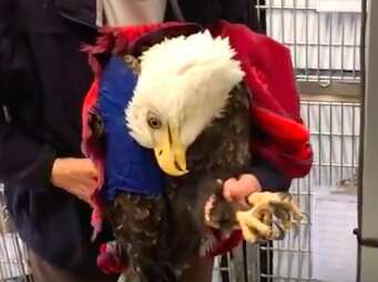 Bald eagle cannot hold head up because of lead poisoning