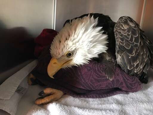 Bald eagle paralyzed because of lead poisoning