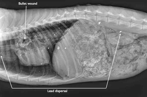 Radiograph of coyote carcass with lead bullet wound