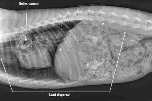 Radiograph of coyote carcass with lead bullet wound
