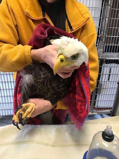 Bald eagle with lead poisoning in Oregon