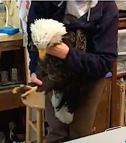 Bald eagle with lead poisoning held by rehabilitator