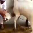 Bull About To Be Killed Struggles For His Life ... And Breaks Free