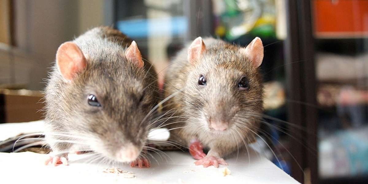 Rats Remember Who's Nice To Them, Give Kindness Right Back - The Dodo