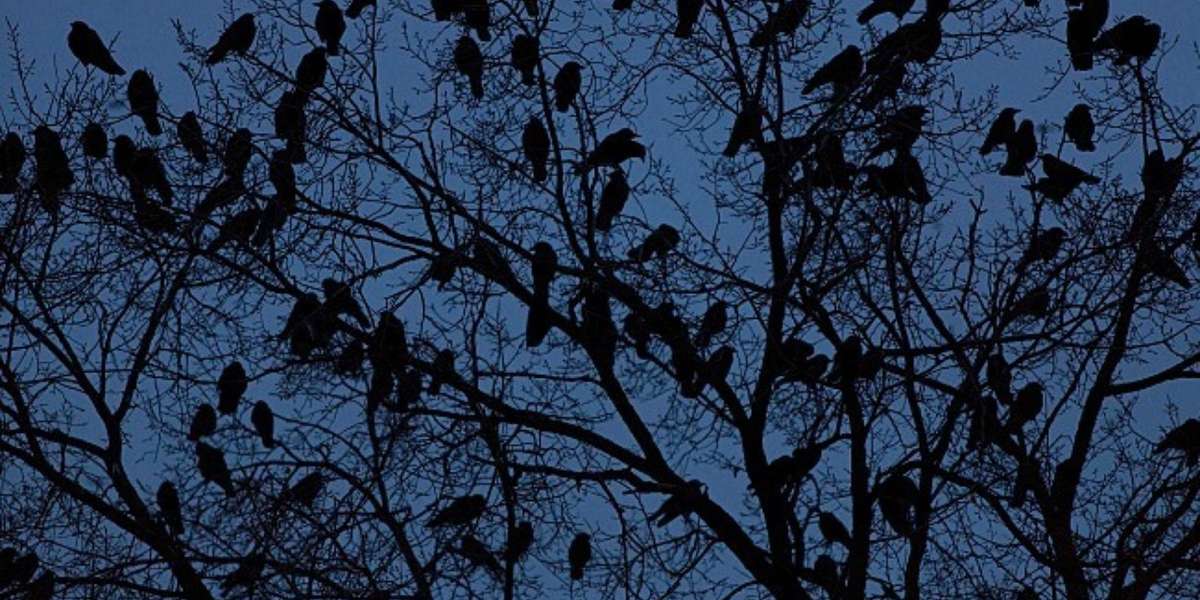 Chilling Images Of Crows Roosting - The Dodo