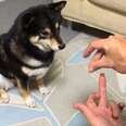 Dog's Mind Blown By Magic Trick