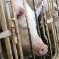 Big Ag's Colossal Failure To Hide Farm Animal Abuses