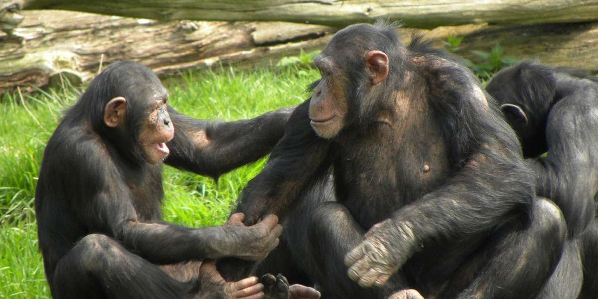 Friendship Means Everything In The Animal Kingdom - The Dodo