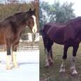 Horses Are Dying At Nightmare 'Sanctuary'