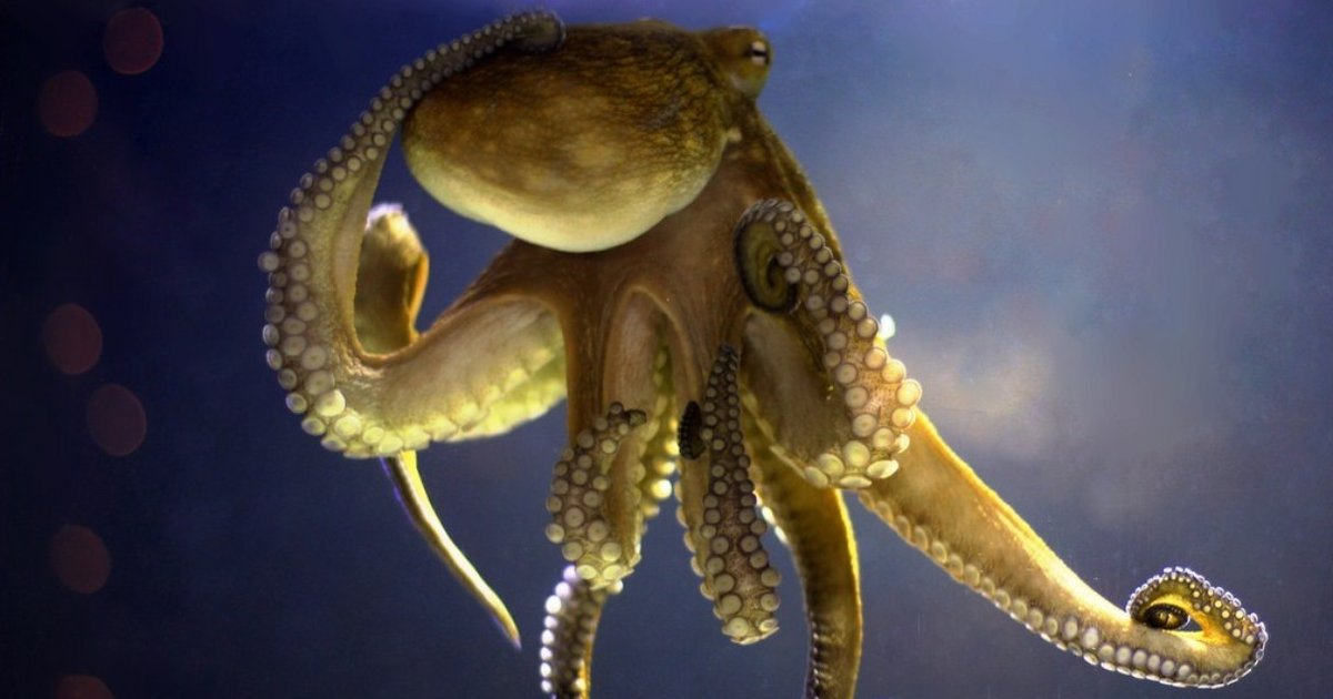 Octopuses Don't Pass Gas, Just Ink The Dodo