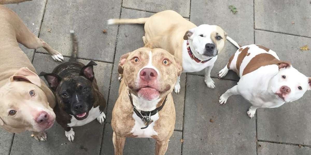 Montreal's Pit Bull Ban Has Been Suspended — For Now The Dodo