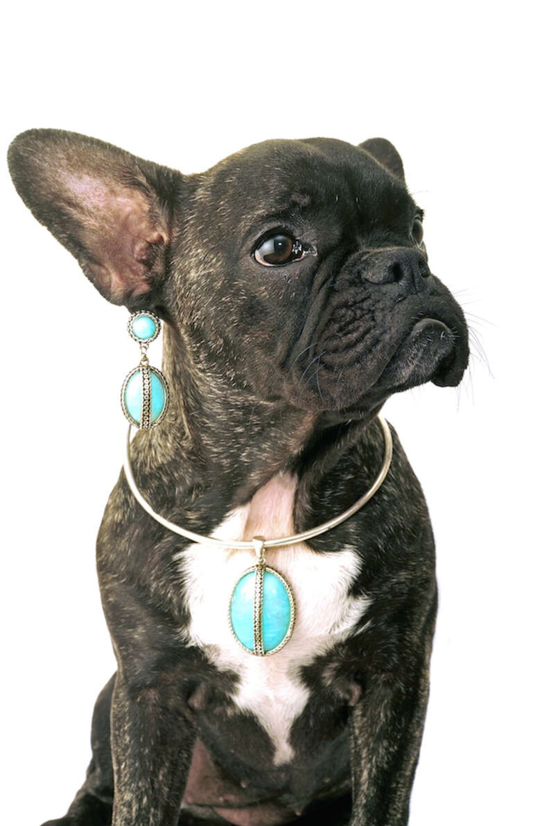 Earrings for dogs to wear best sale