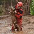 Dramatic Photos Show Dog Saved From Devastating Mudslide