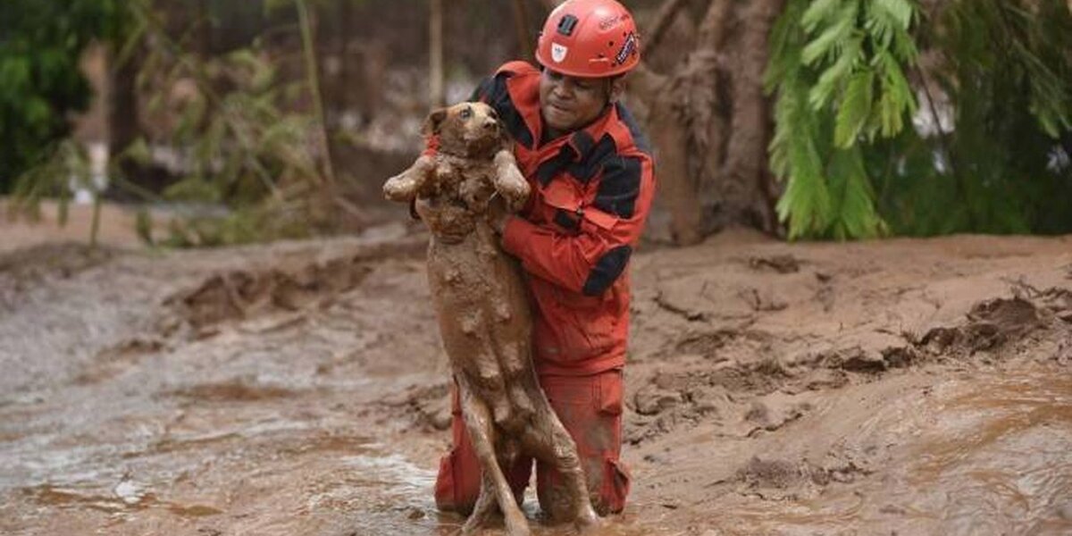 Dramatic Photos Show Dog Saved From Devastating Mudslide - The Dodo