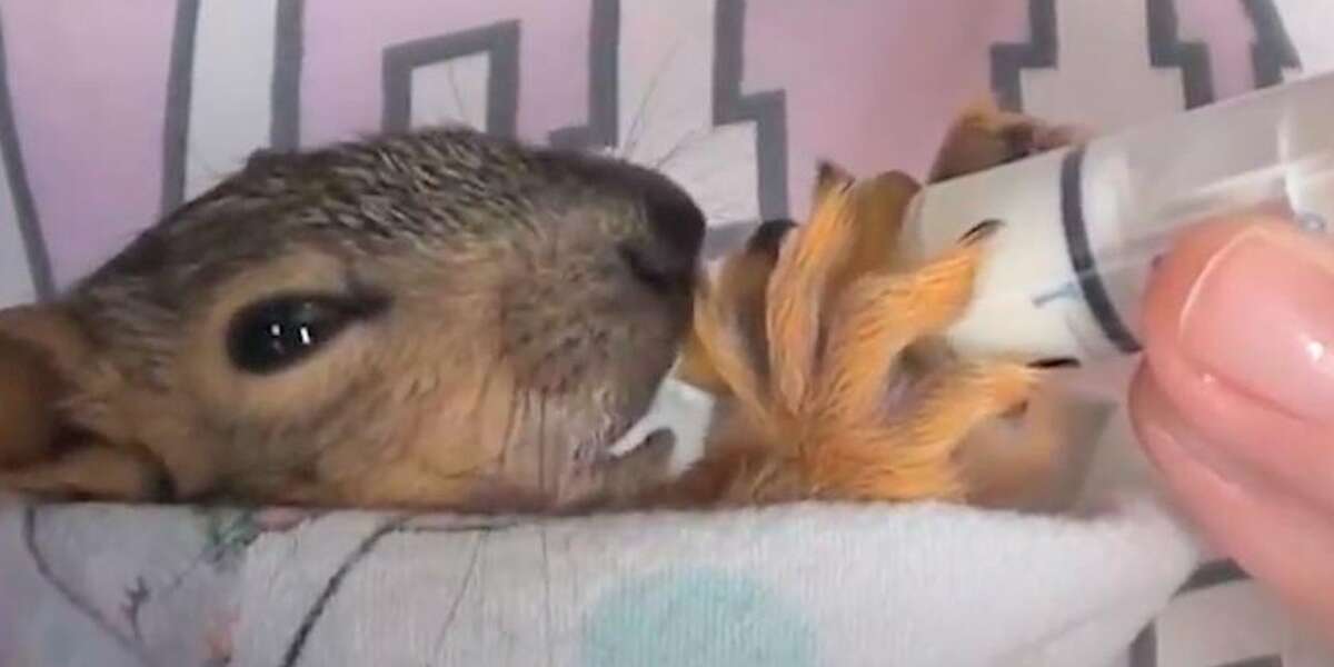 Baby Squirrels Fall Out Of Their Nest And A Couple Raises Them The Dodo