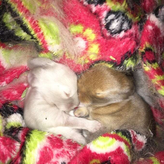 Napping Rabbit Tiniest Rabbit Finds The Perfect Place To Nap - The Dodo
