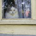 Man Calls 911 ... Because His Cat Won't Let Him In The House