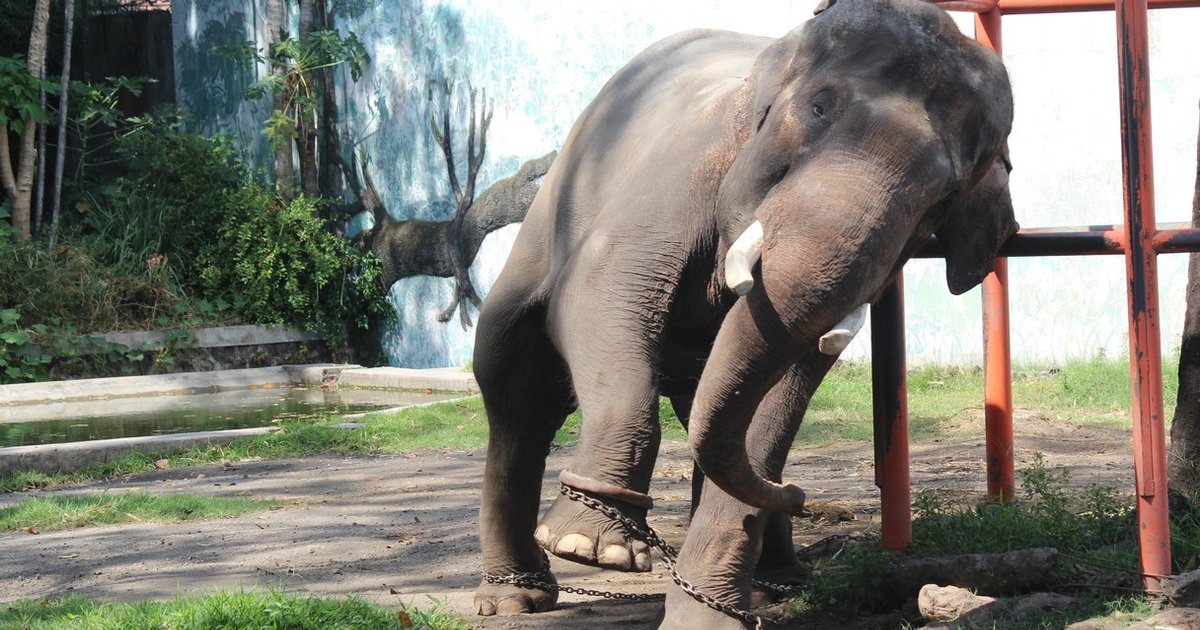 Exclusive Photos Zoos Tie Elephants� Legs Together So