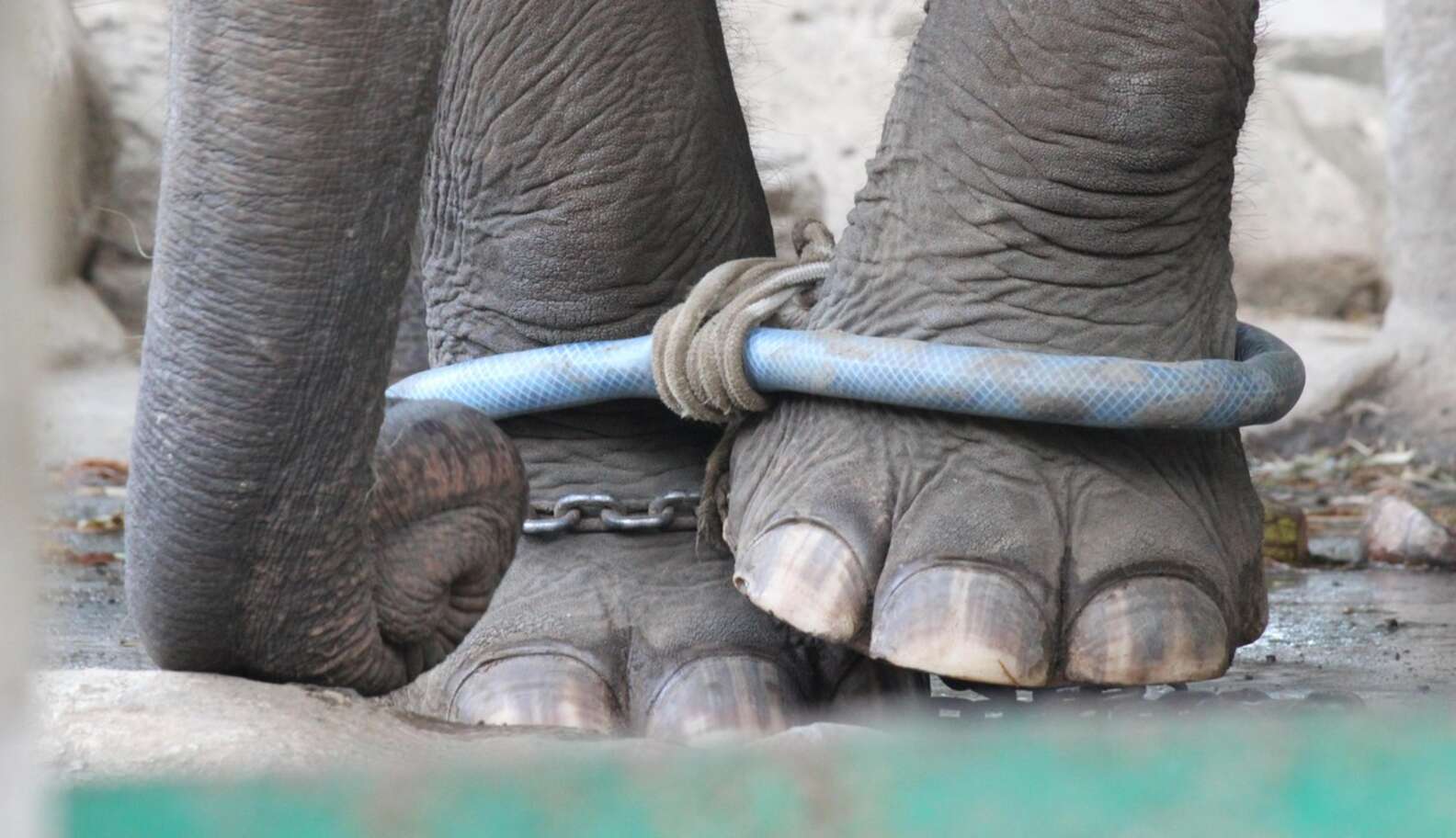 Exclusive Photos: Zoos Tie Elephants' Legs Together So They Can't Walk