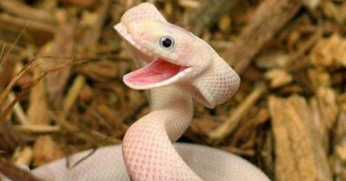 15 Snakes Who Are Too Cute To Even Be Real - The Dodo