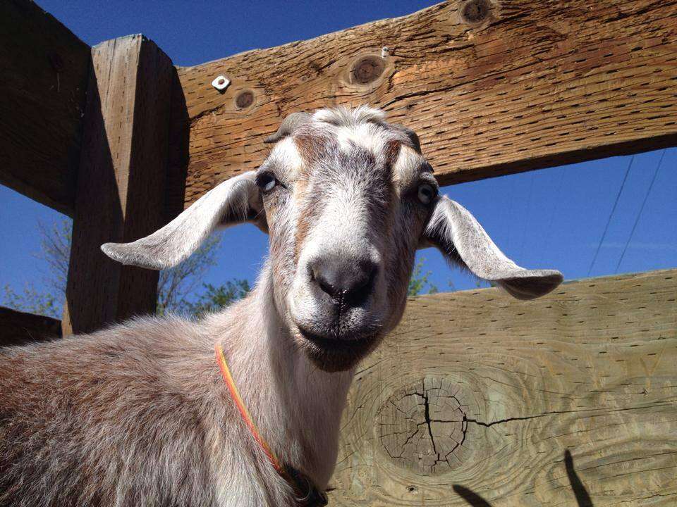 Wobbly Baby Goats Are Already Total Mama's Girls - The Dodo