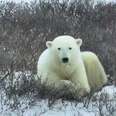 LIVE CAM: Endangered Polar Bears Embark On Annual Migration