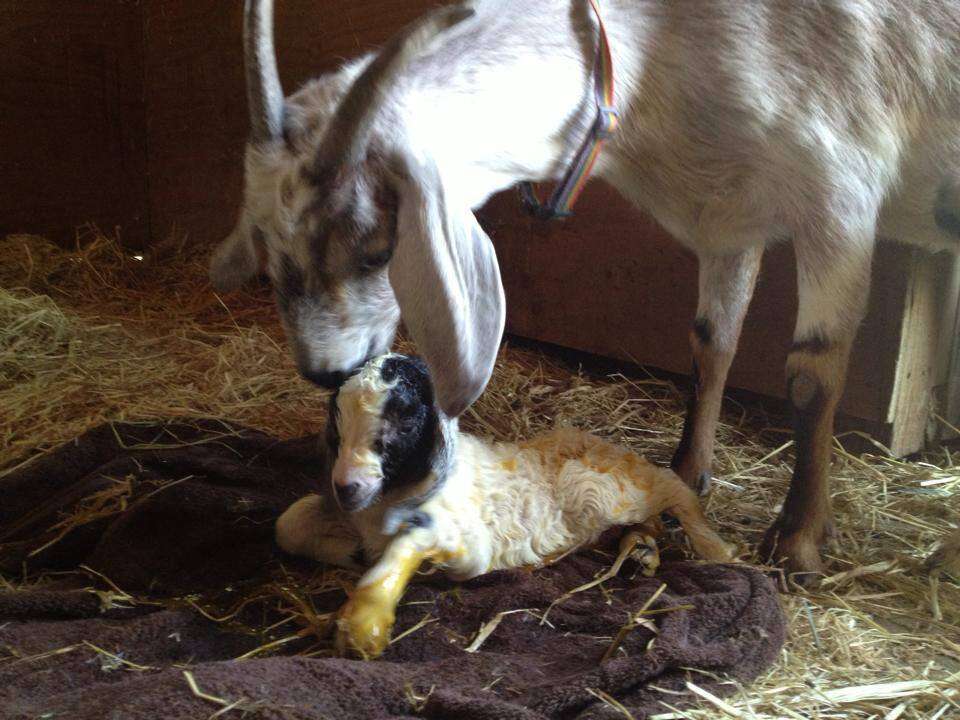 Wobbly Baby Goats Are Already Total Mama's Girls - The Dodo