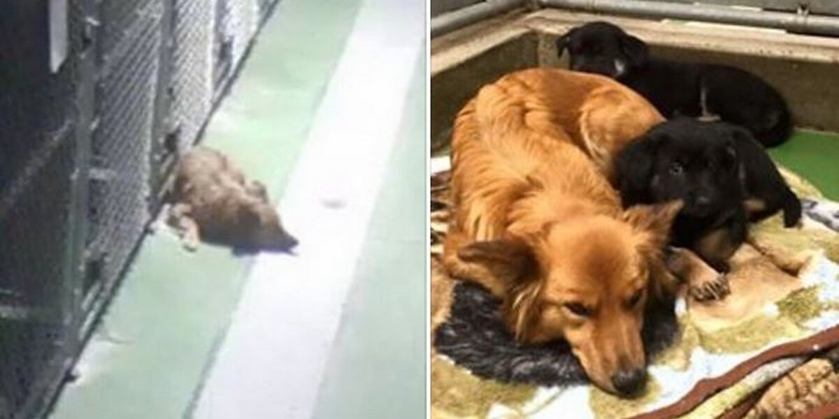 Kennel breaking a puppy hotsell
