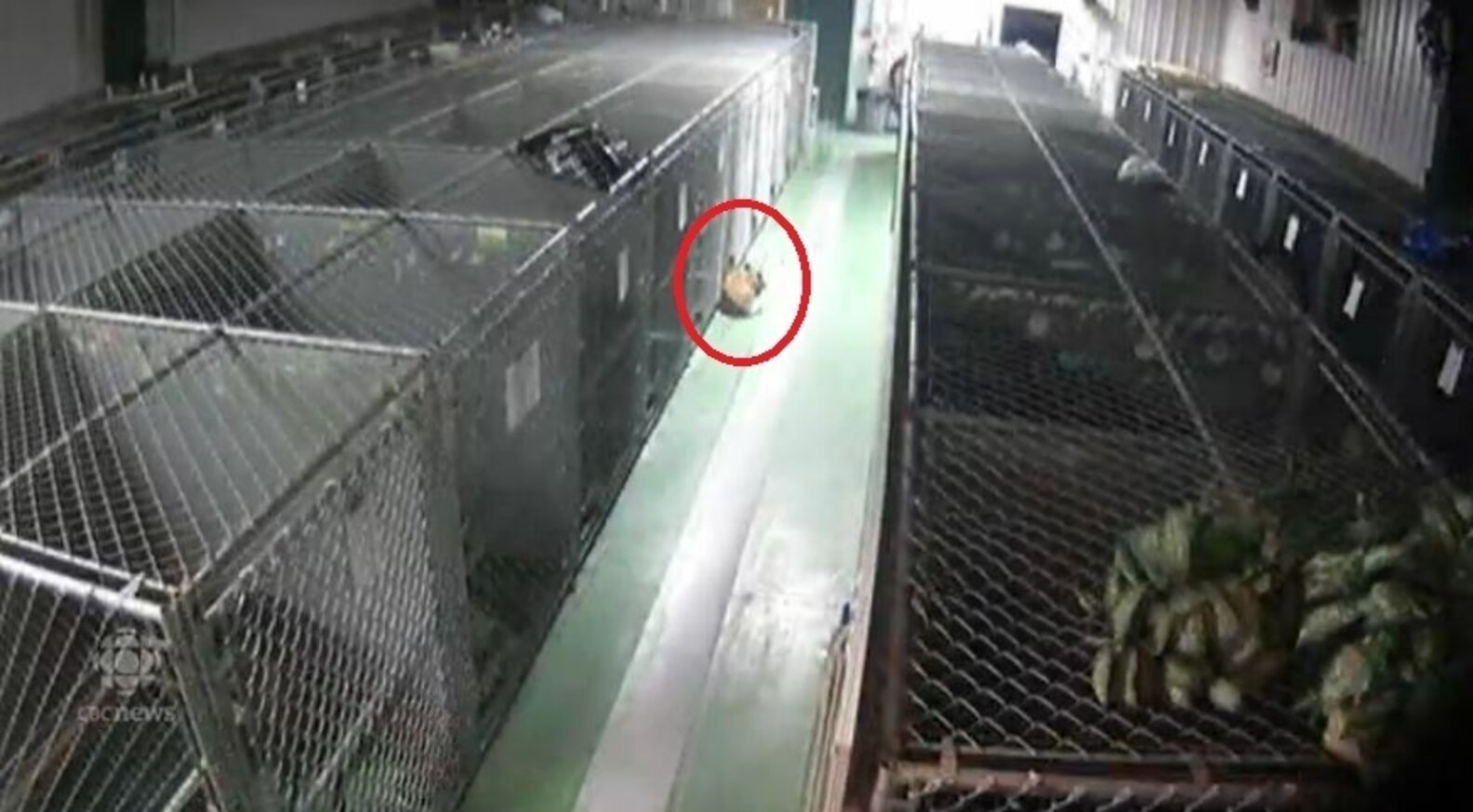 She Broke Out Of Her Kennel To Comfort Lonely, Crying Puppies The Dodo