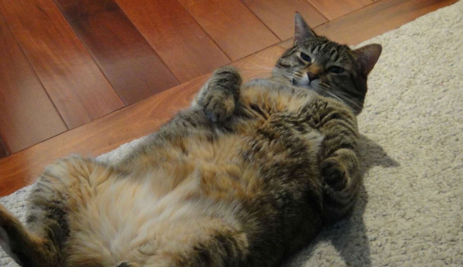 13 Cat Bellies That Are Total Hand Traps - The Dodo