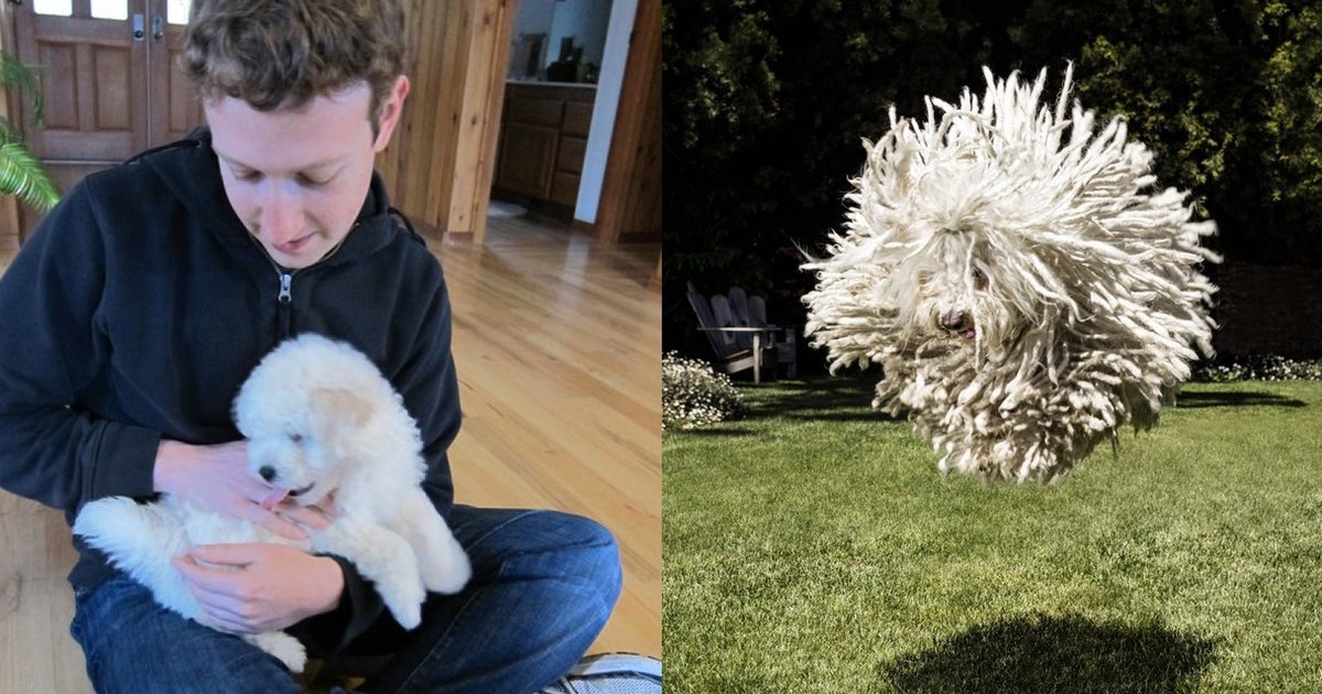 Mark Zuckerberg Celebrates 5 Years With His Favorite Ball Of Fur The Dodo