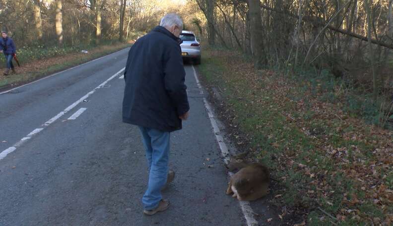 Emotional Rescue of a Deer Hit by a Car - The Dodo