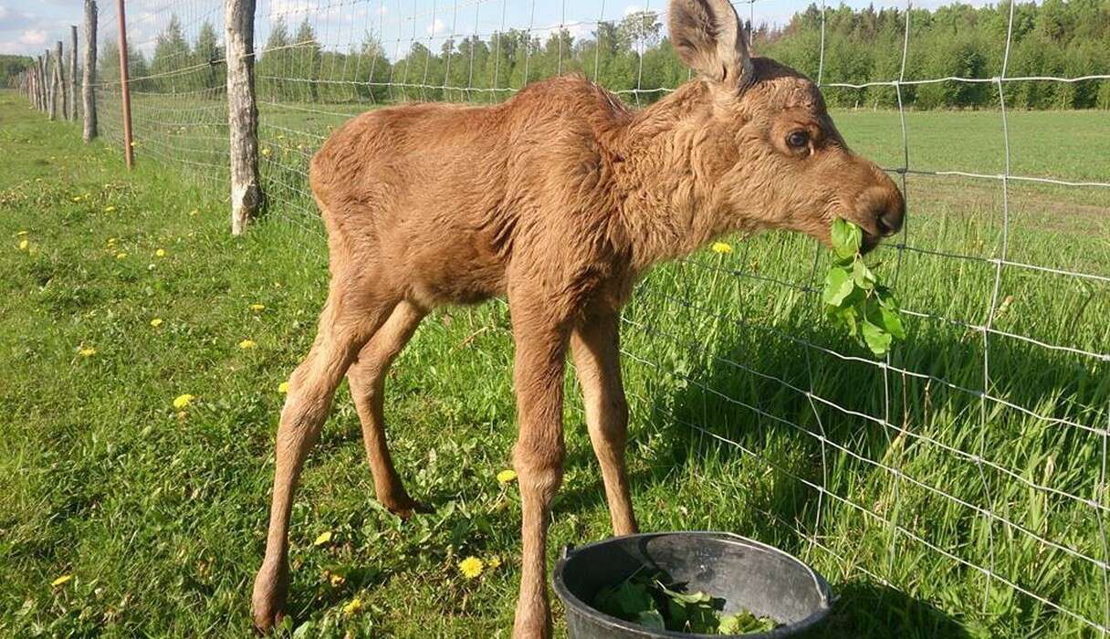 rescued moose loves his rescuer 