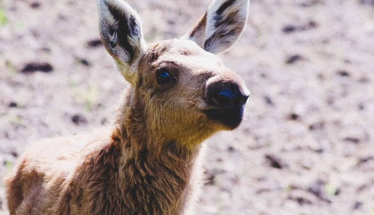 rescued moose loves his rescuer 