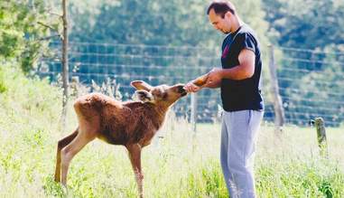 rescued moose loves his rescuer