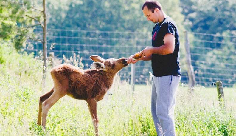 rescued moose loves his rescuer 