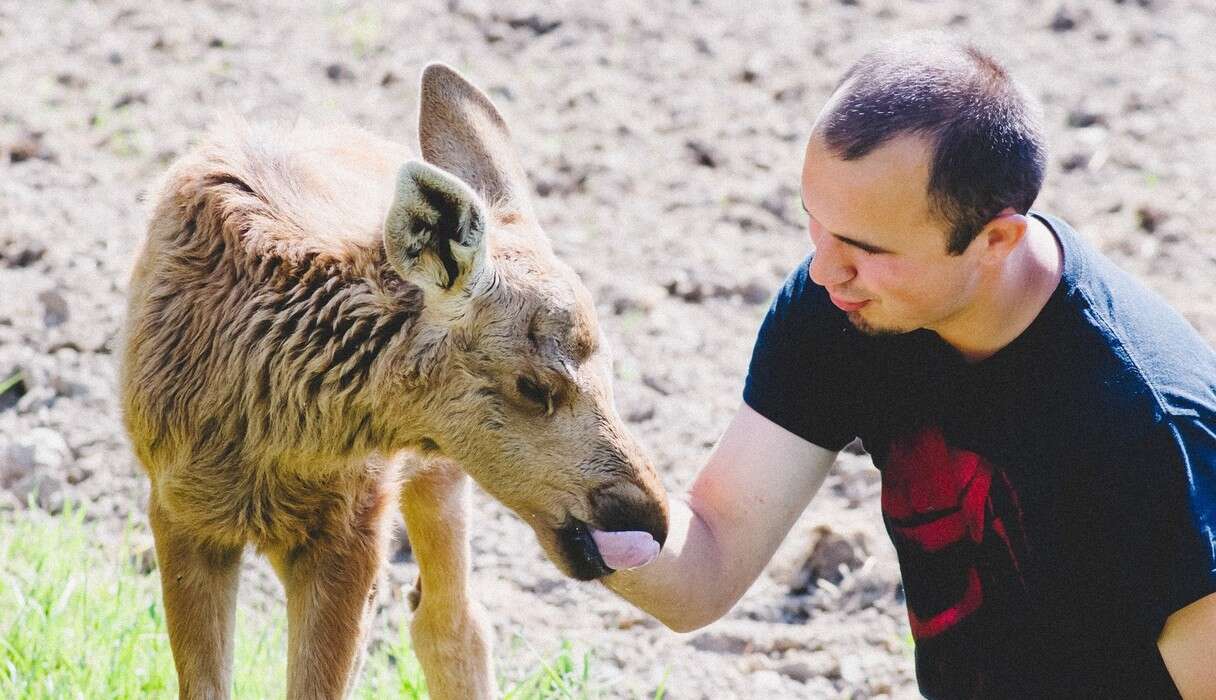 rescued moose loves his rescuer 