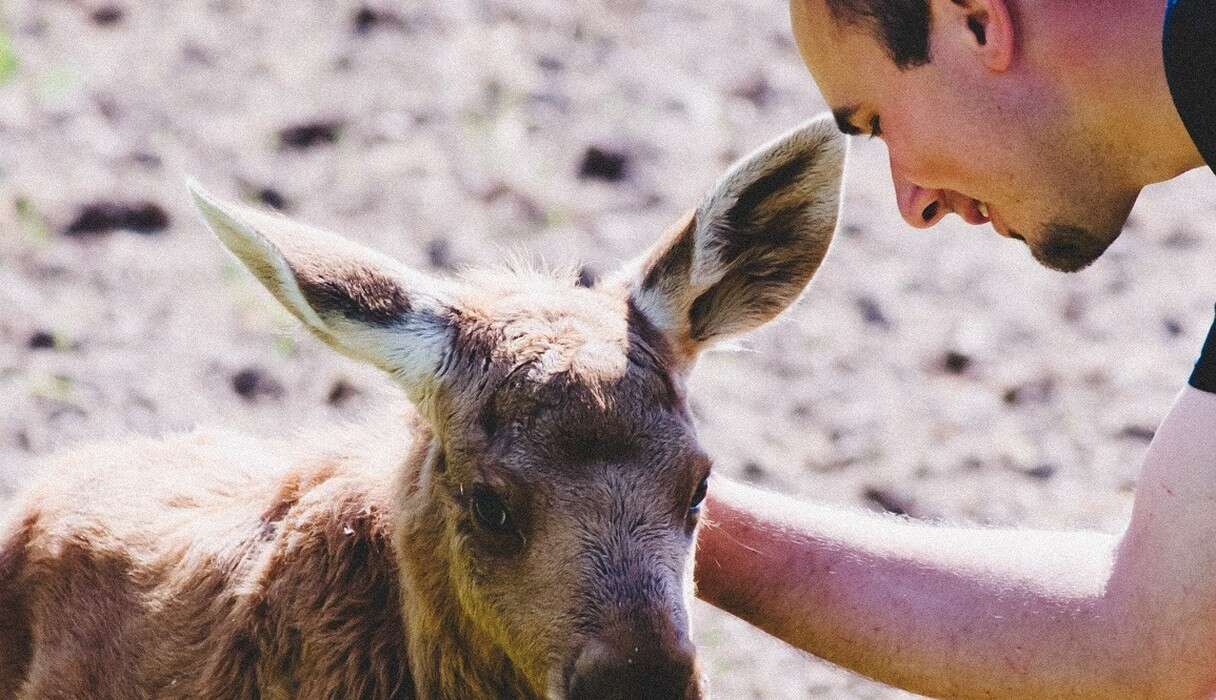 rescued moose loves his rescuer 