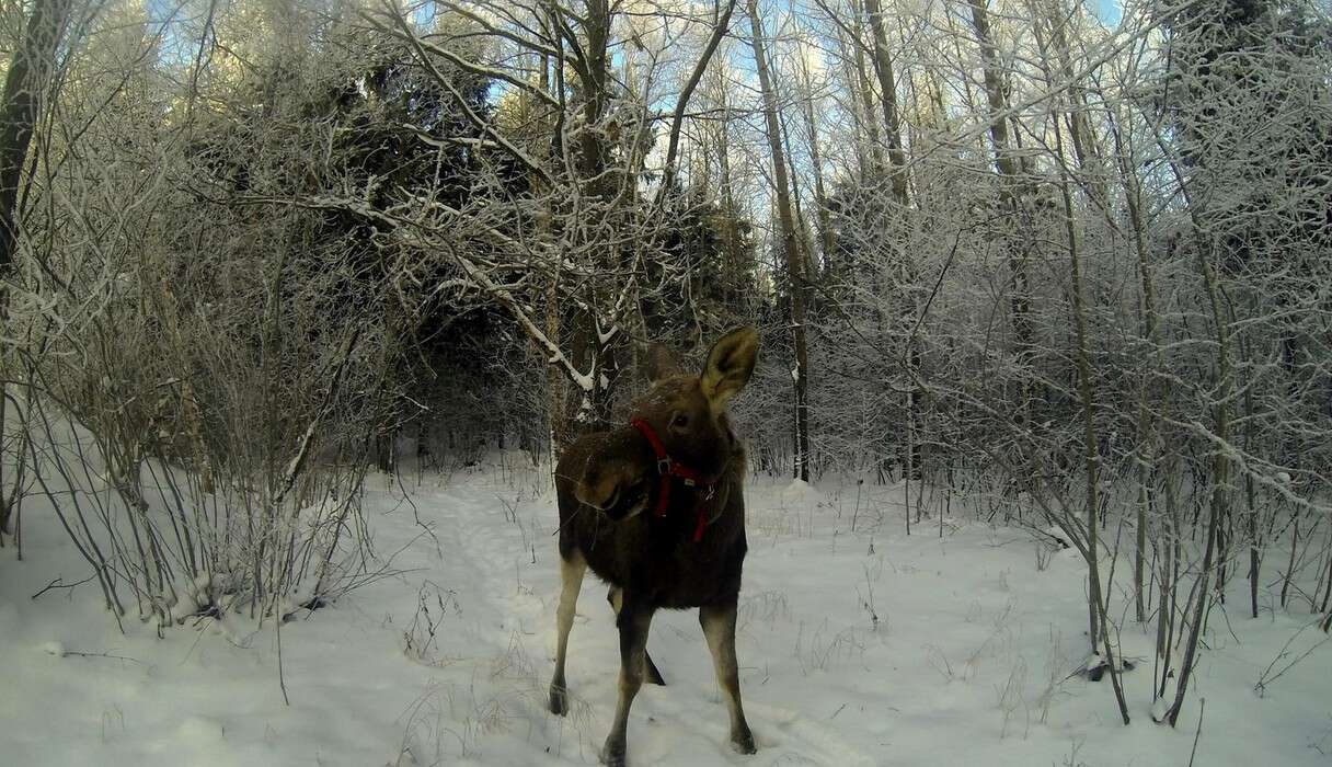 rescued moose loves his rescuer 