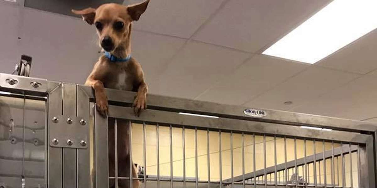 Shelter Dog Tries To Escape By Climbing Up Her Kennel - The Dodo