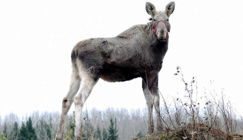 rescued moose loves his rescuer 