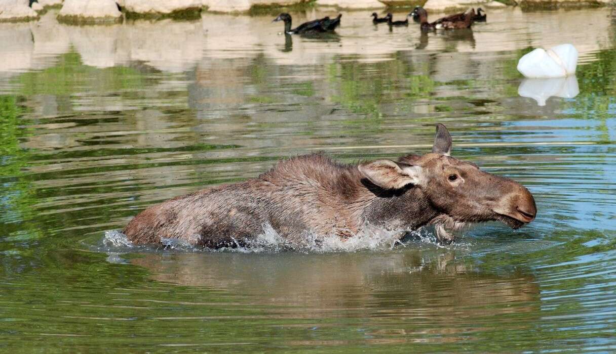 rescued moose loves his rescuer 