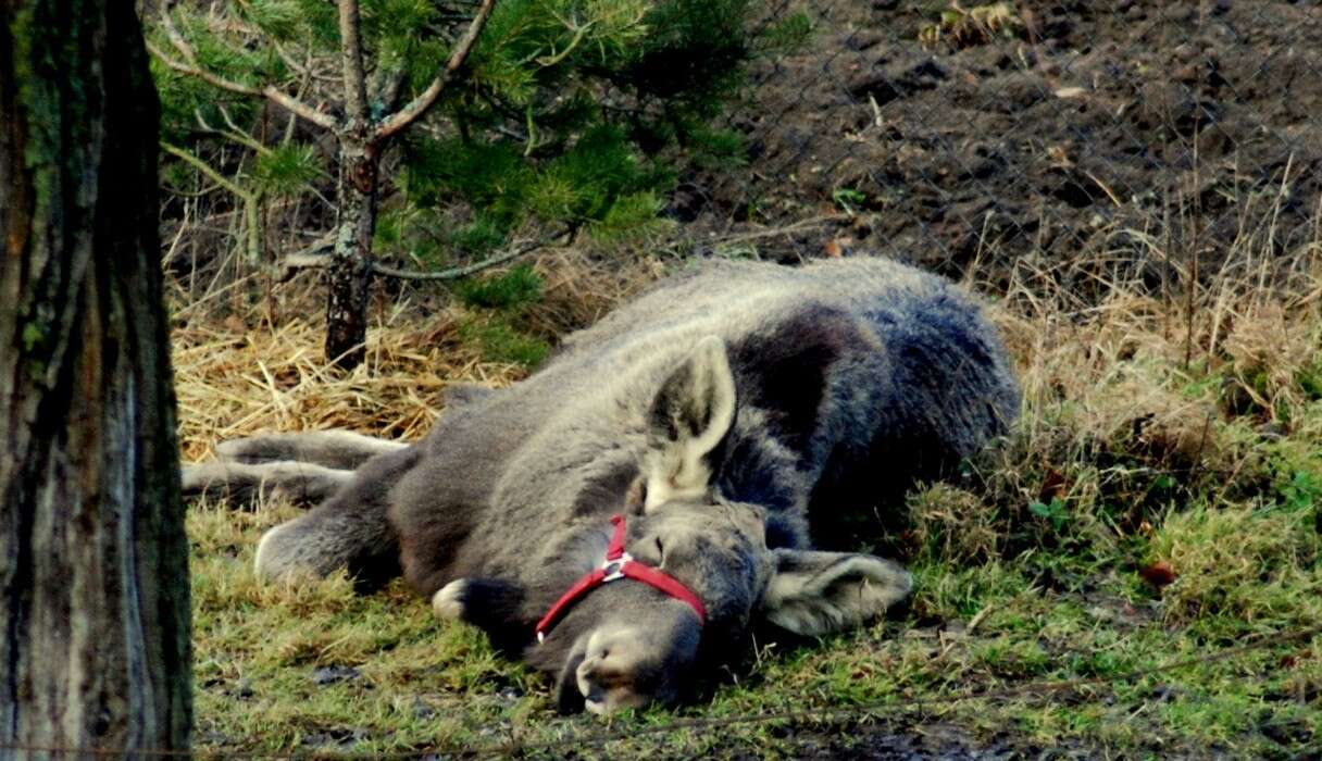 rescued moose loves his rescuer 