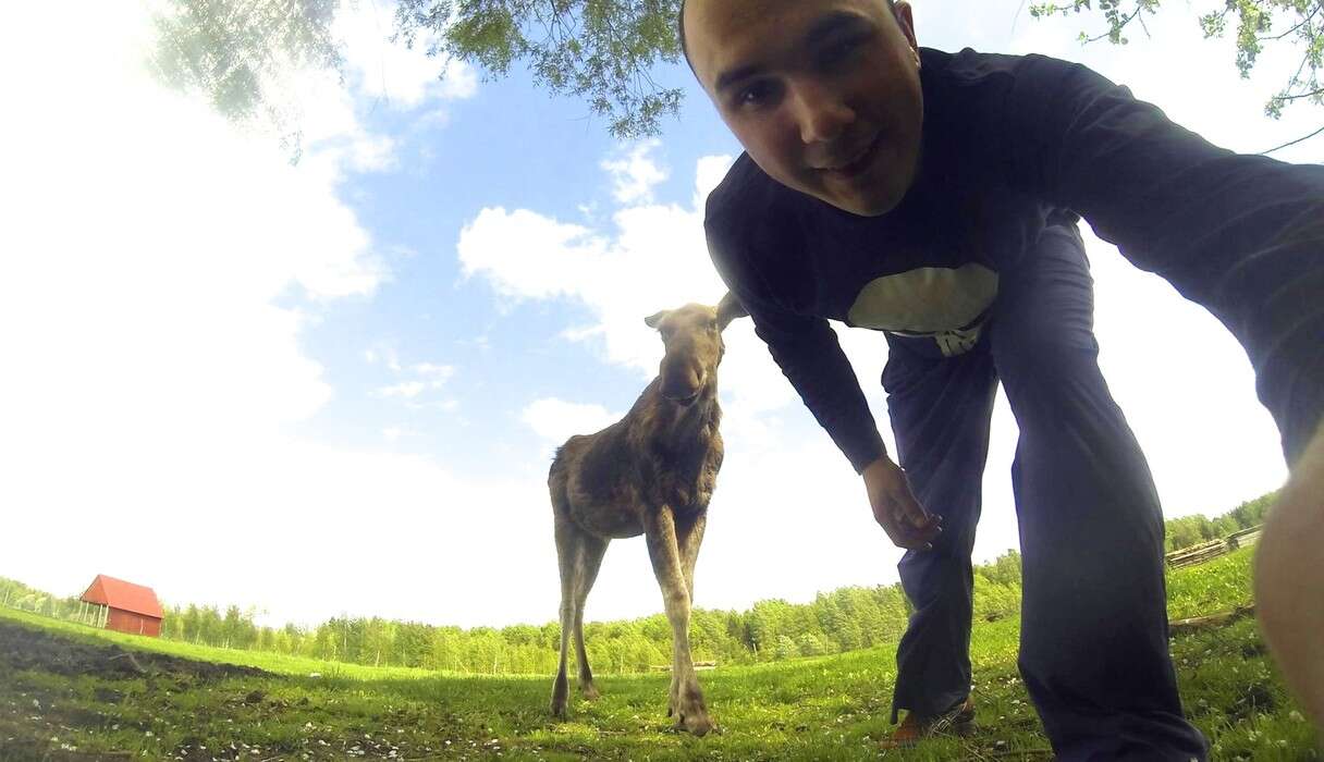 rescued moose loves his rescuer 