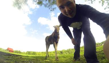 rescued moose loves his rescuer